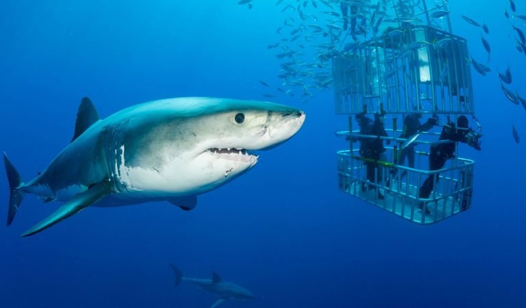 Swimming with sharks in Australia